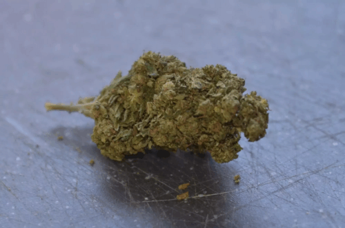 Gelato CBD